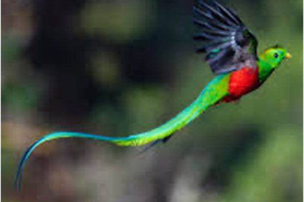 Guatemala Bird-Watching Expedition Programs