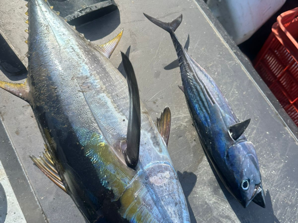 Pacific Ocean Sierra & Tuna Fishing Tour