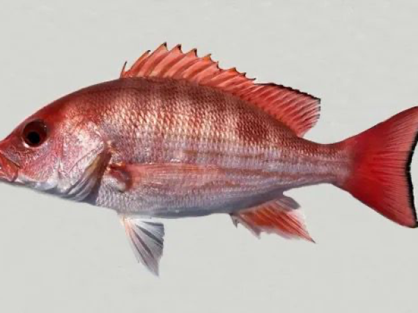 Pacific Ocean Snapper Fishing Tour