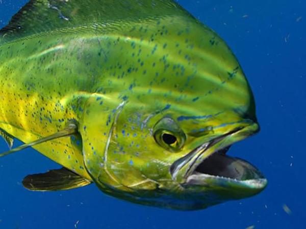 Pacific Ocean Dorado (Mahi-Mahi) Fishing Tour