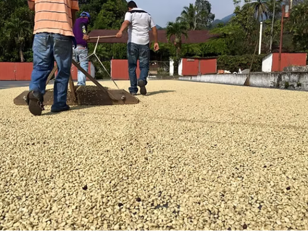 Guided Coffee Tour – “From Bean to Cup