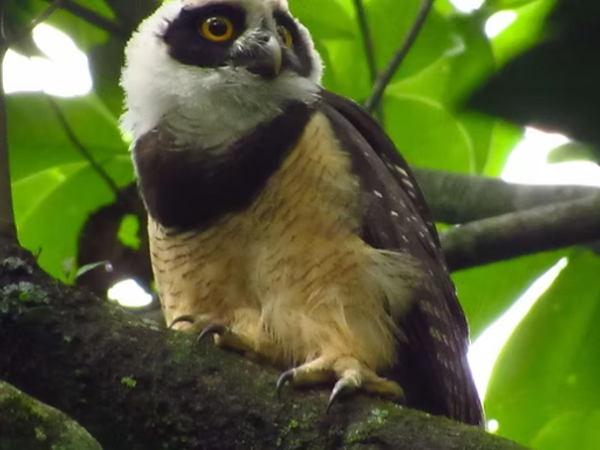 Guided Nocturnal Tour