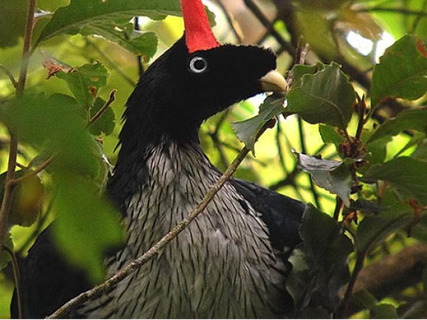 Horned Guan Guided Tour (Extreme Full-Day Hike)