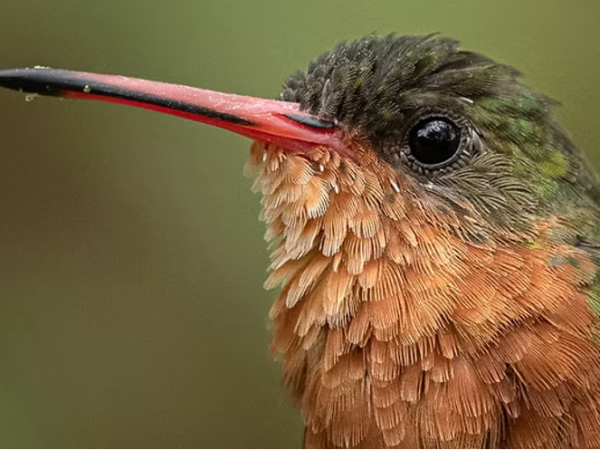 Afternoon Guided Birding Tour