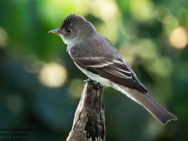 Morning Guided Birding Tour