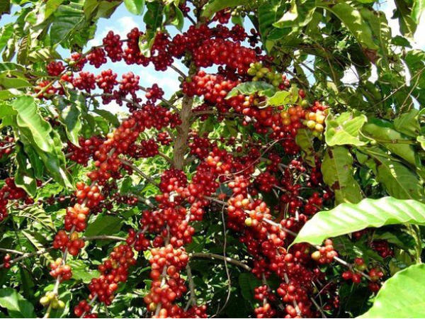 Coffee Tour on Lake Atitlán