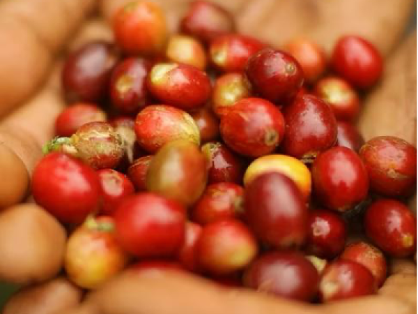 Canopy San Pedro – Lake Atitlán