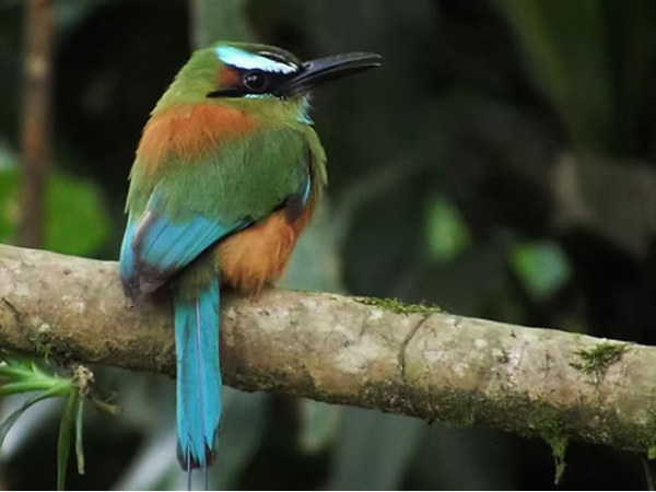 Full-Day Guided Birding Tour